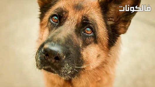 فيلم A Dog Named Palma 2021 كلب اسمه بالما موقع ماي سيما