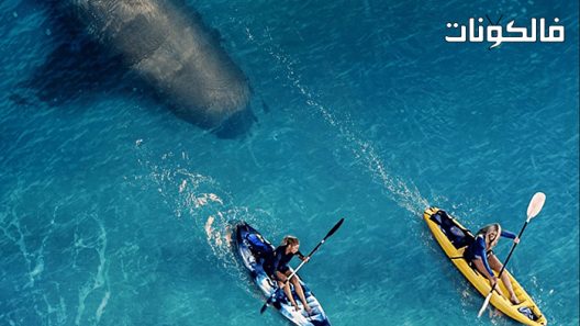 فيلم The Reef: Stalked 2022 الشعاب المرجانية: مطارد موقع فشار