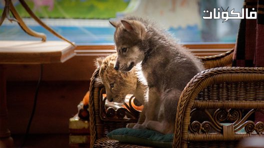 فيلم The Wolf and the Lion 2021 الذئب والأسد موقع ماي سيما