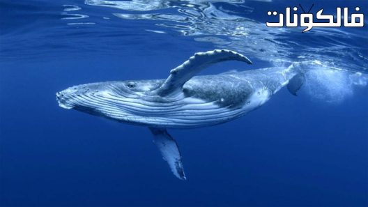 فيلم Humpback Whale Birth of a Giant 2019 حوت أحدب ولادة عملاق موقع شاهد فور يو