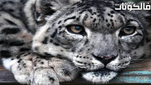 فيلم Snow Animals 2019 حيوانات الثلج موقع فشار