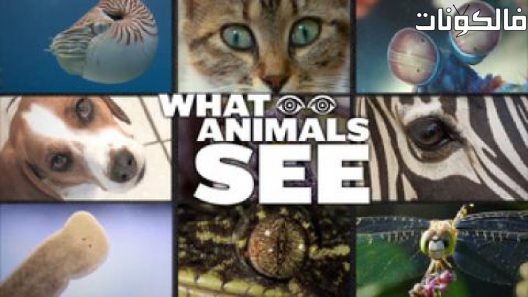 فيلم What Animals See 2018 ما تراه الحيوانات موقع عرب ليونز