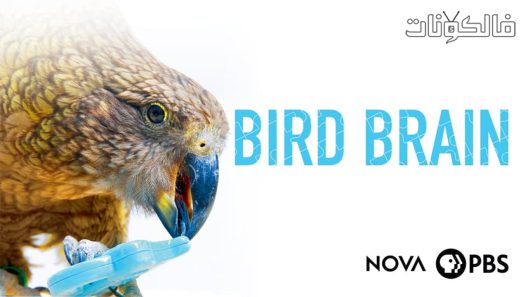 فيلم NOVA Bird Brain 2021 نوفا: دماغ الطيور موقع عرب سيد