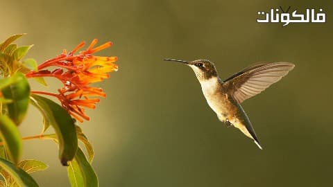 فيلم Super Hummingbirds 2016 الطيور الطنانة الخارقة موقع عرب سيد